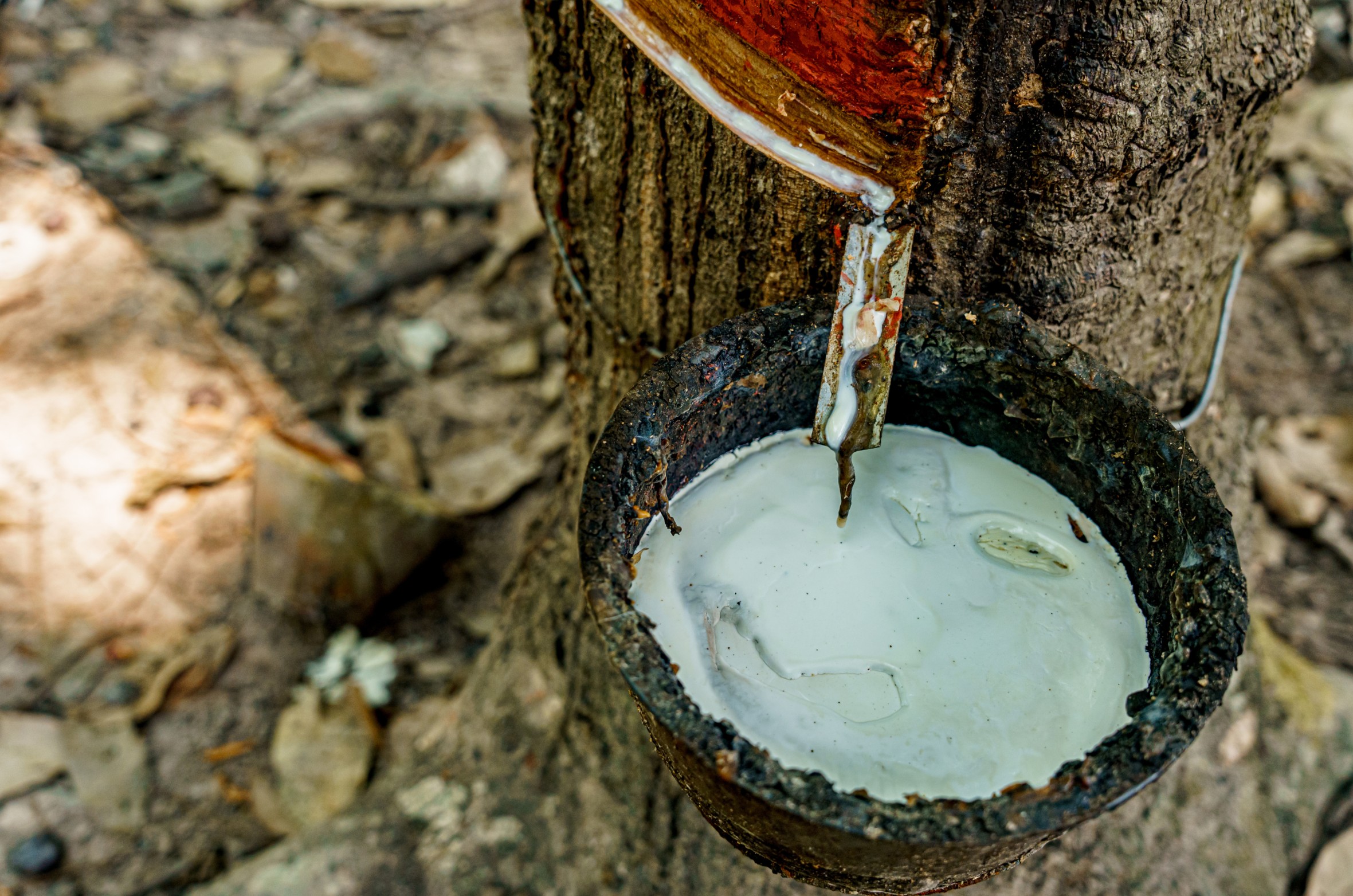 Natural rubber TSR export product